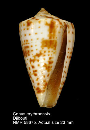 Conus erythraensis.jpg - Conus erythraeensisReeve,1843